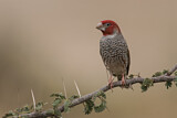 Image. Red-headed Finch