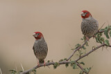 Image. Red-headed Finch