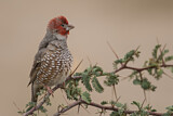 Image. Red-headed Finch