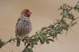 Image. Red-headed Finch
