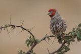 Image. Red-headed Finch