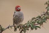 Image. Red-headed Finch