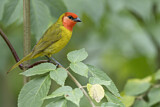 Image. Red-headed Tanager