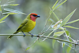 Image. Red-headed Tanager