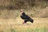 Image. Red-headed Vulture