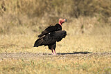 Image. Red-headed Vulture