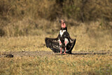 Image. Red-headed Vulture