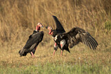 Image. Red-headed Vulture