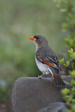 Image. Red-headed Weaver