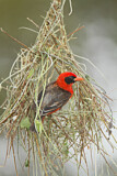 Image. Red-headed Weaver