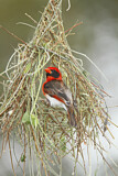 Image. Red-headed Weaver