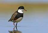 Image. Red-kneed Dotterel