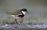Image. Red-kneed Dotterel