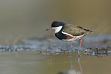 Image. Red-kneed Dotterel