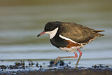 Image. Red-kneed Dotterel