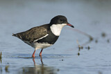 Image. Red-kneed Dotterel