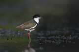 Image. Red-kneed Dotterel