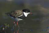 Image. Red-kneed Dotterel