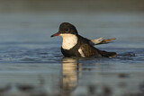 Image. Red-kneed Dotterel