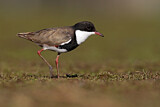Image. Red-kneed Dotterel