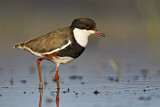 Image. Red-kneed Dotterel
