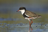 Image. Red-kneed Dotterel