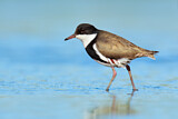 Image. Red-kneed Dotterel
