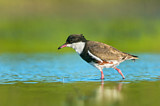 Image. Red-kneed Dotterel