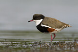 Image. Red-kneed Dotterel