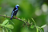 Image. Red-legged Honeycreeper