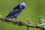 Image. Red-legged Honeycreeper