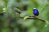 Image. Red-legged Honeycreeper
