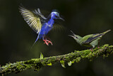 Image. Red-legged Honeycreeper