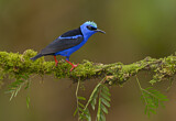 Image. Red-legged Honeycreeper
