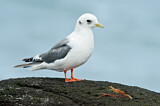 Image. Red-legged Kittiwake