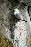 Image. Red-legged Kittiwake