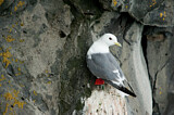 Image. Red-legged Kittiwake