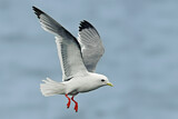 Image. Red-legged Kittiwake