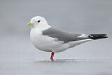 Image. Red-legged Kittiwake