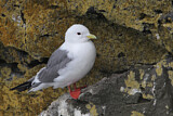 Image. Red-legged Kittiwake