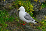 Image. Red-legged Kittiwake