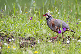 Image. Red-legged Partridge