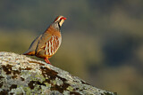 Image. Red-legged Partridge