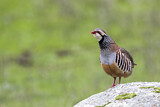 Image. Red-legged Partridge