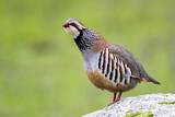 Image. Red-legged Partridge