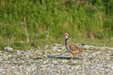 Image. Red-legged Partridge