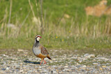Image. Red-legged Partridge