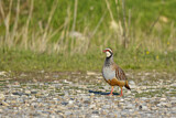 Image. Red-legged Partridge