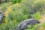Image. Red-legged Partridge