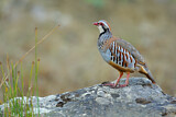 Image. Red-legged Partridge
